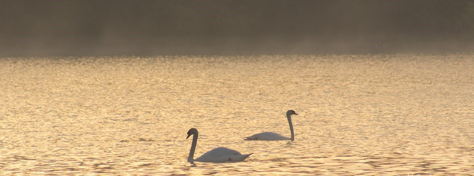 Swans At Ruislip Lido