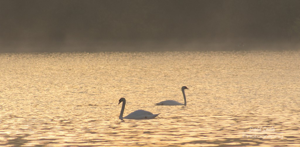 Swans On The Water At Ruislip Lido