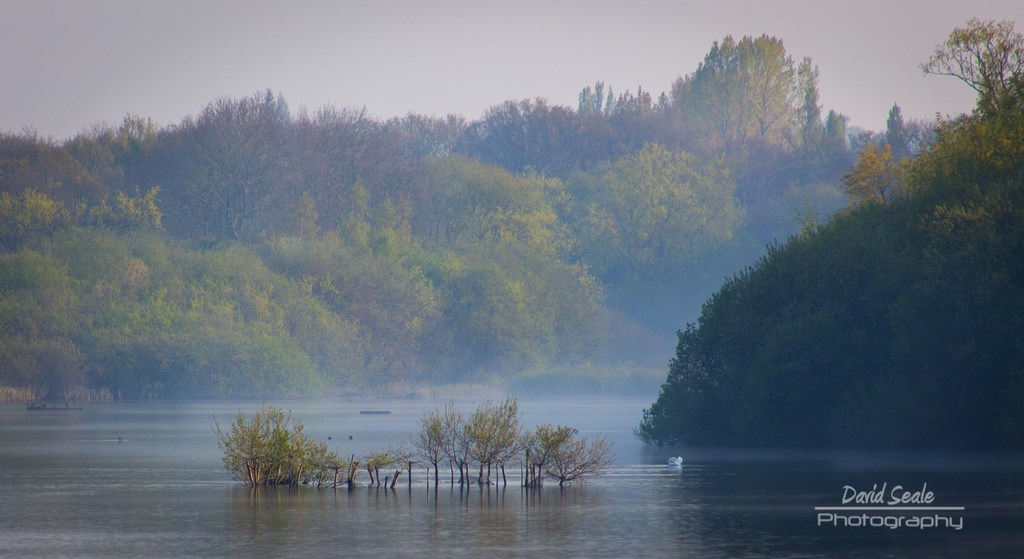 Trees In The Water At Ruislip Lido