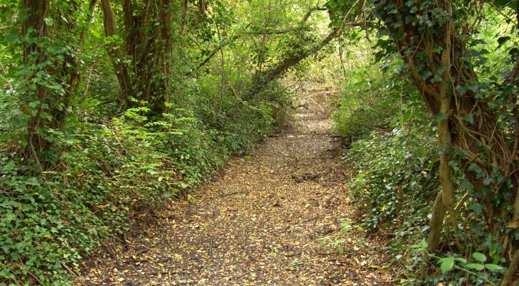 Overgrown feeder in Ickenham
