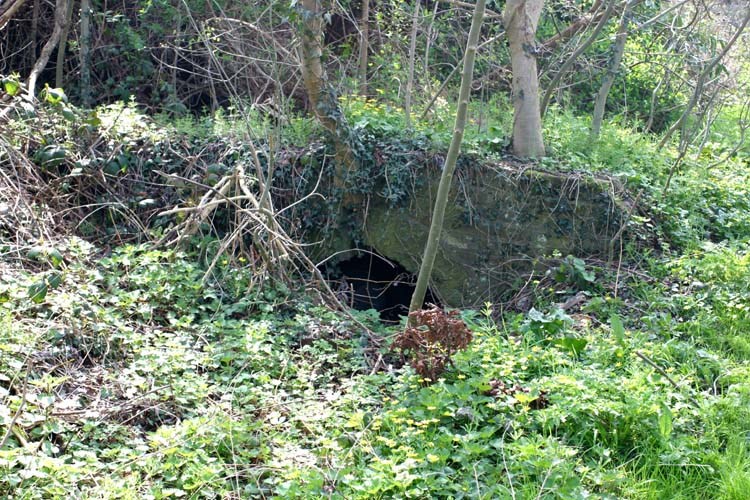 Ruislip Lido Canal Feeder In Undergrowth