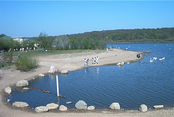 Swans On Ruislip Lido In The 1960'S