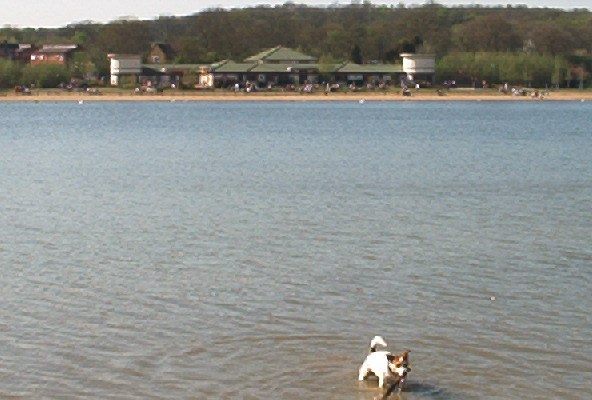 A Dog With A Stick In Ruislip Lido
