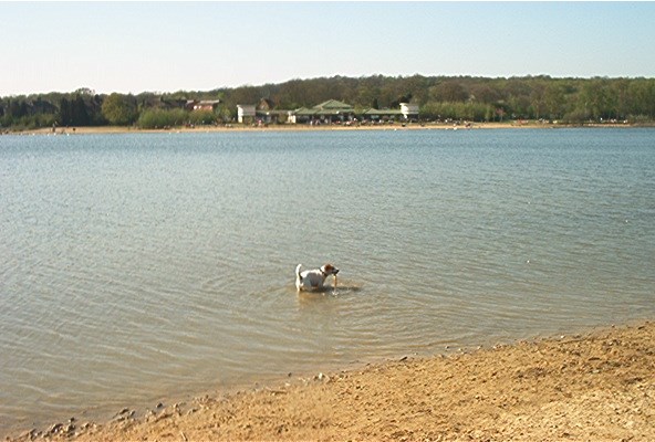 A Dog Playing In Ruislip Lido With A Big Stick
